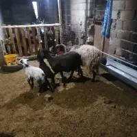 میش وبره