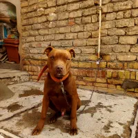 توله سگ پیت بول|سگ|ساوه, |دیوار