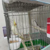 عروس هلندی|پرنده|یزد, |دیوار