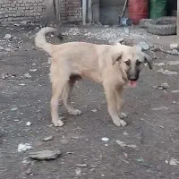 پژدر مخصوص خاص پسند|سگ|گرگان, |دیوار