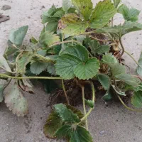 بوته توت فرنگی خارجی فرانسوی|گل و گیاه طبیعی|آکند, |دیوار