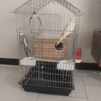 عروس هلندی مولد