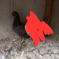 کبوتر گمشده