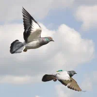 جوجه کوهی کرم