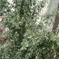 اجاره-باغ