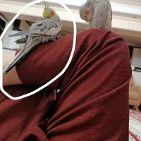 یک عروس هلندی و طوطی برزیلی