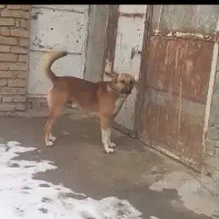 سگ سگ|حیوانات|دهگلان, |دیوار