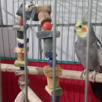 عروس هلندی نر سالم|پرنده|اراک, |دیوار