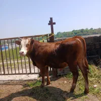 گاو گوساله نر های جنس