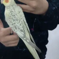 عروس هلندی مرواریدی دستی