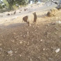 فروش یه راس چپش جوان نژاد دار و سرحال|حیوانات مزرعه|لوداب, |دیوار