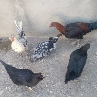 مرغ خروس محلی|حیوانات مزرعه|سیرجان, |دیوار