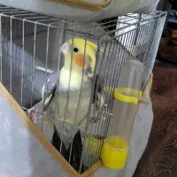 فروشی۲عدد|پرنده|رشت, پاره بیجار|دیوار