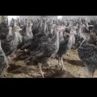 جوجه بوقلمون برنز انگلیسی سینه پهن ۴۵ روزه|حیوانات مزرعه|همدان, |دیوار