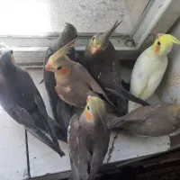 عروس هلندی