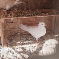 کبوتر دمگیر|پرنده|مبارکه, |دیوار