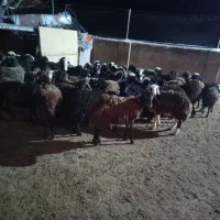 زرت برزیل وجوایرانی
