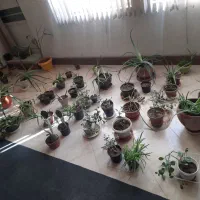 گلخانه کامل|گل و گیاه طبیعی|بروجرد, |دیوار