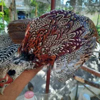 پرنده امریکایی و طاووس زینتی بلژیکی|پرنده|تهران, صادقیه|دیوار