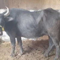 گامیش با گوساله ماده|حیوانات مزرعه|کرخه, |دیوار