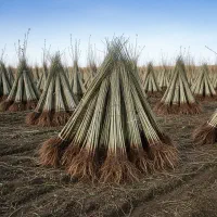 31.	سرمایهگذاری سبز با بازدهی بالا|گل و گیاه طبیعی|شازند, |دیوار