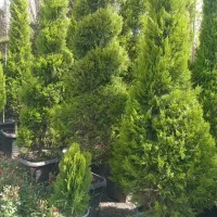 کاشت تضمینی گل و درختچه زینتی در حیاط