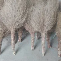 بذر جارو محلی،سیخی،شهرداری