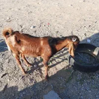 بز و تروشت چاق|حیوانات مزرعه|ایرانشهر, |دیوار