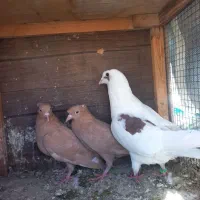 گرفتنی|پرنده|شیراز, کوشک میدان|دیوار