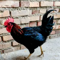 خروس سیاه جوان