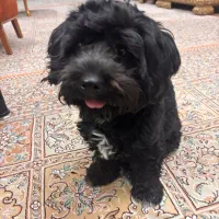 واگذاری سگ تریر ماده|سگ|تهران, افسریه شمالی|دیوار