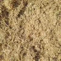 کاه گندم|خدمات باغبانی و درختکاری|مرودشت, ثبت احوال|دیوار