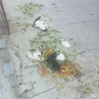 فروش خرگوش|موش و خرگوش|پاکدشت, شهرک انقلاب|دیوار