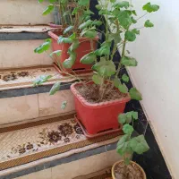 گل و گیاه|گل و گیاه طبیعی|اردبیل, |دیوار