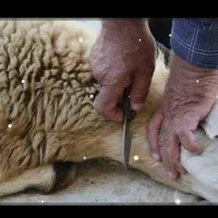 قصاب برای عید قربان درخدمت همشهریان گرامی هستیم