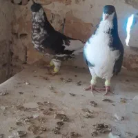 کبوتر شیرازی|پرنده|شاهین‌شهر, شهرک گلدیس|دیوار