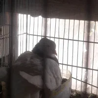 جفت طوقی رو تخم ..معاوضه با قناری .عروس|پرنده|تربتحیدریه, کلاته توکلی|دیوار