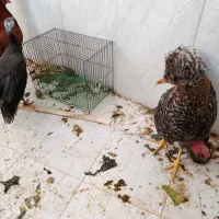 مرغ سلطانی و مرغ شاخ دار|حیوانات مزرعه|قم, بنیاد|دیوار