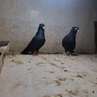 کبوتر پاکستانی و زاغ|پرنده|خورموج, |دیوار