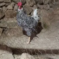 خروس