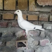 کبوتر المانی