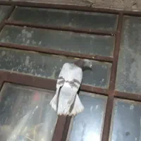 کبوترمعاوضه