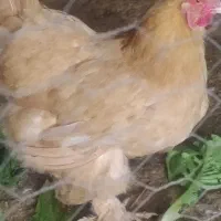جوجه برهما یا امپراطور