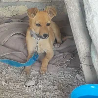 سگ پا کوتاه