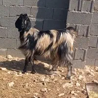 فروش بز وپازن در شهرستان جم|حیوانات مزرعه|جم, |دیوار