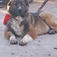 واگذاری‌سگ|سگ|فرخ‌شهر, |دیوار