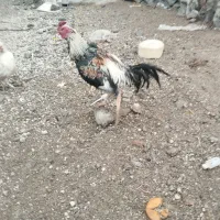 خروس لاری اصیل|حیوانات مزرعه|باسمنج, |دیوار