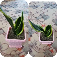 گل سانسوریا|گل و گیاه طبیعی|یاسوج, |دیوار