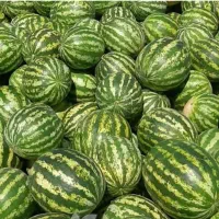 نیروی کار برای میوه‌فروشی