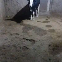گوساله ۹ماهه|حیوانات مزرعه|ماکو, |دیوار